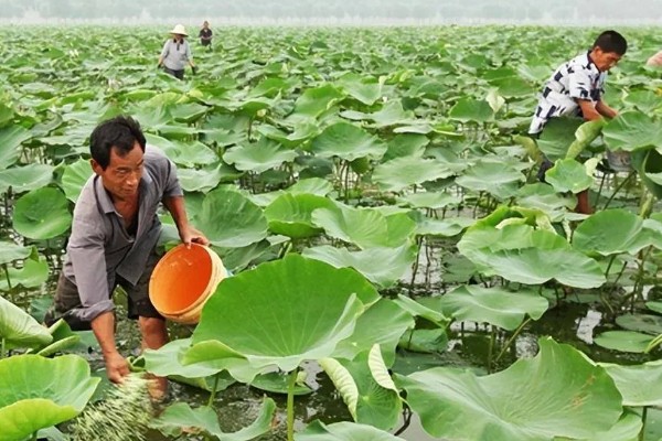 莲藕的施肥方法,生长期间一共要追施3次肥料