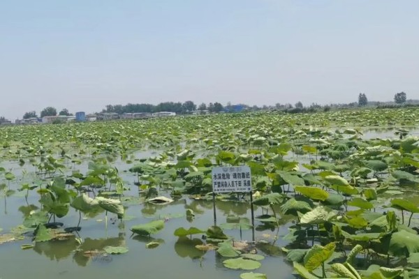 莲藕的施肥方法,生长期间一共要追施3次肥料