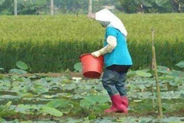 莲藕的施肥方法,生长期间一共要追施3次肥料