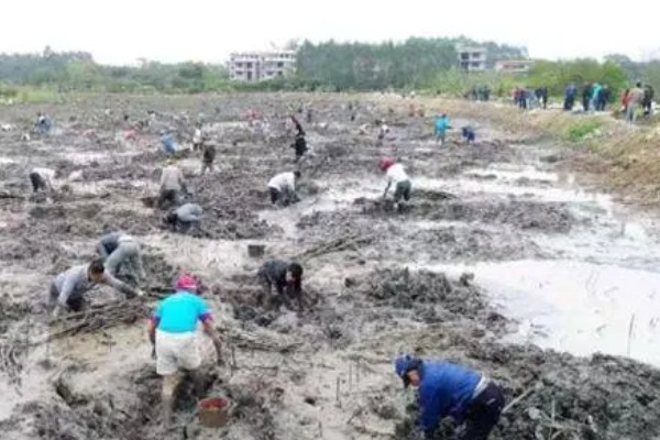 莲藕的施肥方法,生长期间一共要追施3次肥料