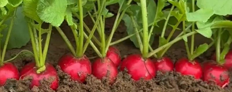 樱桃萝卜的种植方法，在播种前要对土壤浇一次透水