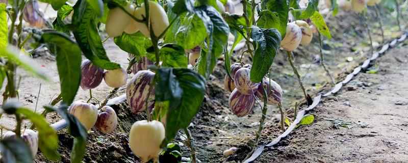 人参果的种植方法，每穴播撒一颗种子