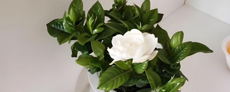 栀子花的保存方法，可制成干花或水养