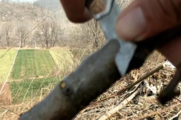 夏季李子树的嫁接方法，选择一年生半木质化枝条作为接穗