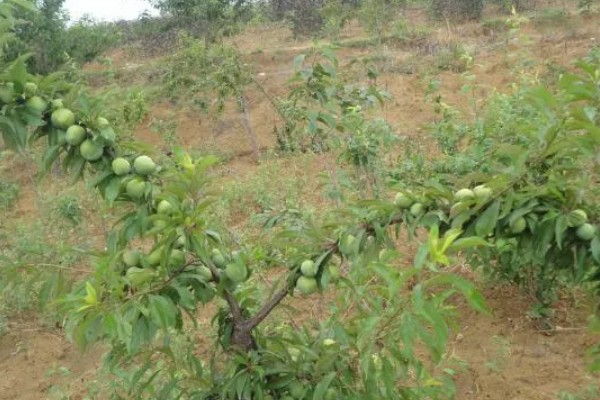 夏季李子树的嫁接方法，选择一年生半木质化枝条作为接穗
