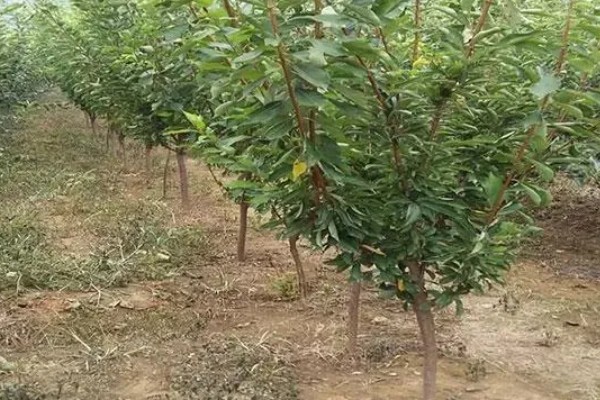 夏季李子树的嫁接方法，选择一年生半木质化枝条作为接穗