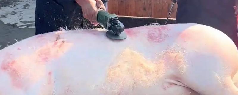 烫猪的水温，根据品种调整水温