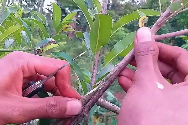 夏季李子树的嫁接方法，选择一年生半木质化枝条作为接穗