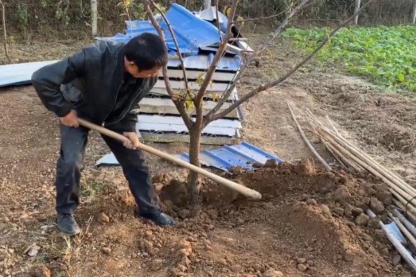 夏季李子树的嫁接方法，选择一年生半木质化枝条作为接穗
