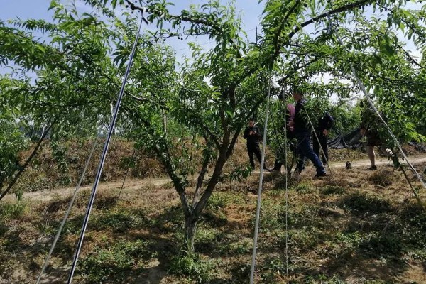 夏季李子树的嫁接方法，选择一年生半木质化枝条作为接穗