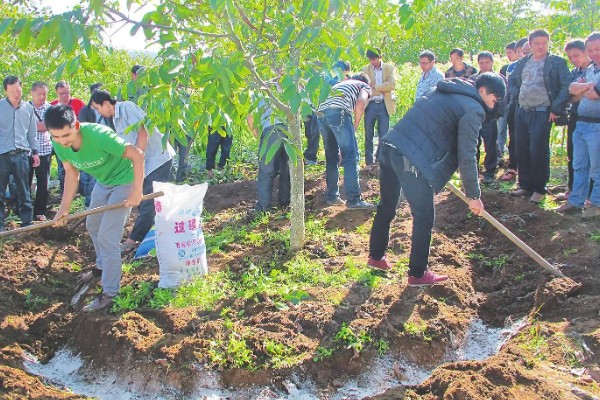 夏季李子树的嫁接方法，选择一年生半木质化枝条作为接穗