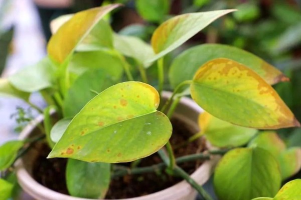 为什么绿萝会黄叶，可能是光照过强所致