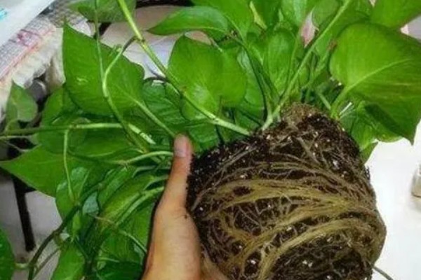 为什么绿萝会黄叶，可能是光照过强所致