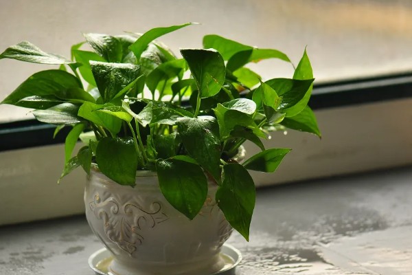 为什么绿萝会黄叶，可能是光照过强所致