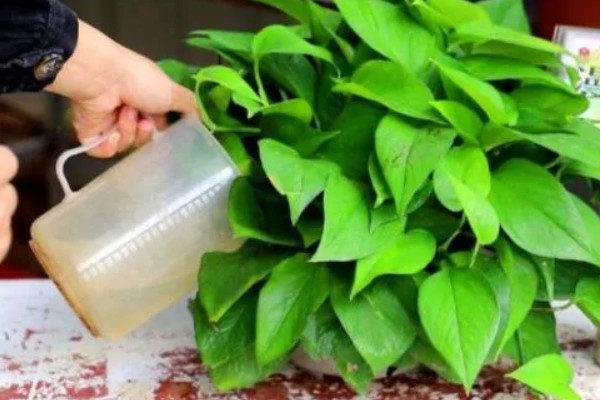 为什么绿萝会黄叶，可能是光照过强所致