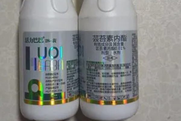 芸苔素内酯的作用,可增甜、着色、促花保果等