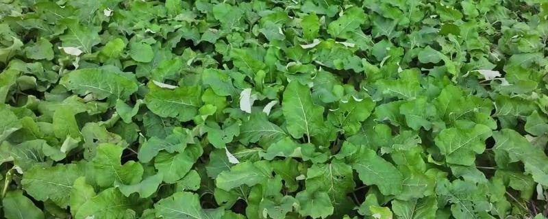 牛蒡的简介，属于二年生草本植物