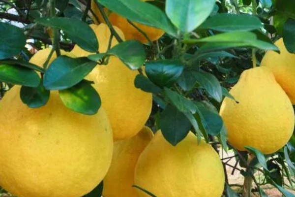 柚子在什么季节成熟，在10份到11月份之间成熟