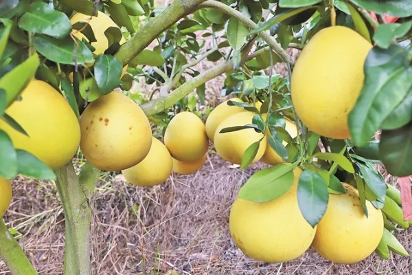 柚子在什么季节成熟，在10份到11月份之间成熟
