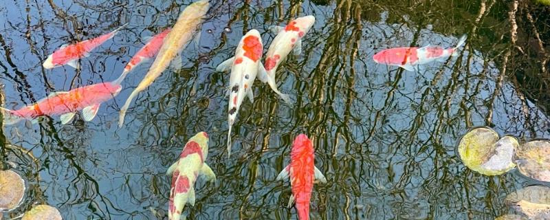 锦鲤如何挑选，挑选背部挺直、鱼体平衡的