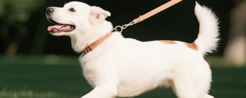 狗的记忆有多久，未经过训练仅有2-8分钟的短暂记忆