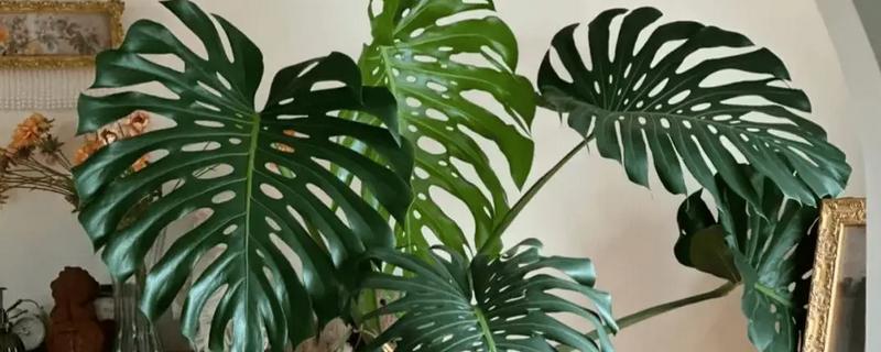 龟背竹的主干能不能剪除，修剪后可促进侧芽生长