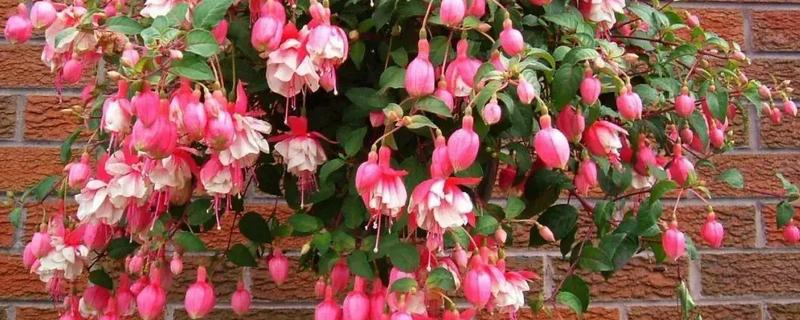 倒挂金钟是不是木本植物，不是木本植物