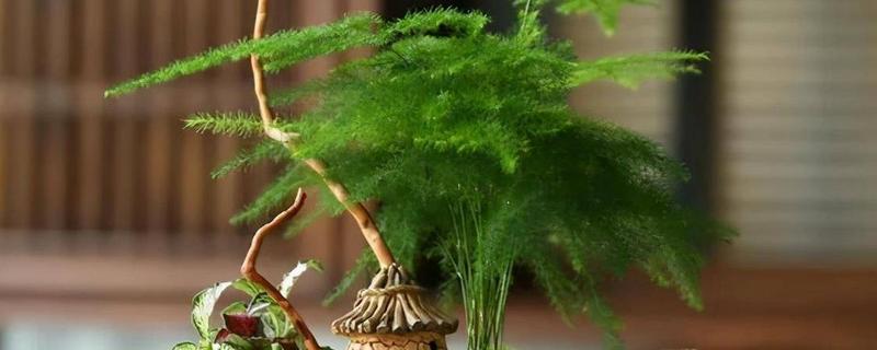 文竹喜水吗，喜水但不耐水涝