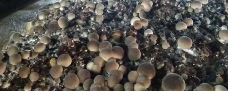 草菇怎么播种，在畦底铺上棉籽壳再撒播菌种