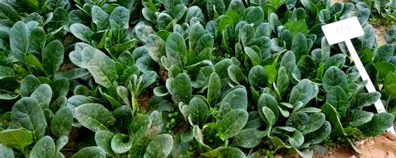 菠菜怎么种植，浸种催芽等种子露白再播种