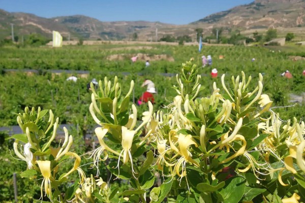 栽培金银花的管理要点，生长期间保持土壤湿润