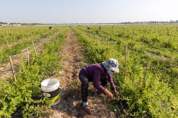栽培金银花的管理要点，生长期间保持土壤湿润