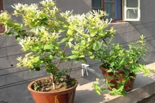 栽培金银花的管理要点，生长期间保持土壤湿润