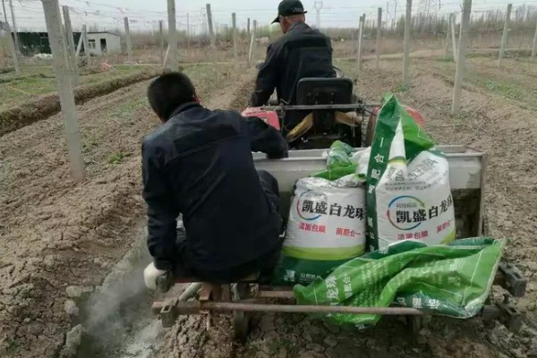 栽培金银花的管理要点，生长期间保持土壤湿润