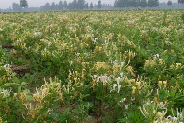 栽培金银花的管理要点，生长期间保持土壤湿润