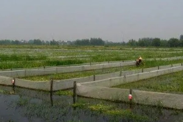 建设小龙虾养殖场的成本,大约是在5000-6000元