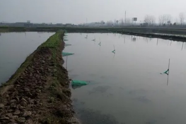 建设小龙虾养殖场的成本,大约是在5000-6000元