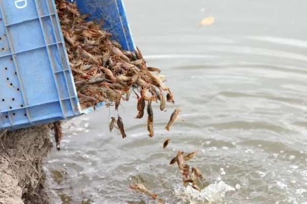 建设小龙虾养殖场的成本,大约是在5000-6000元