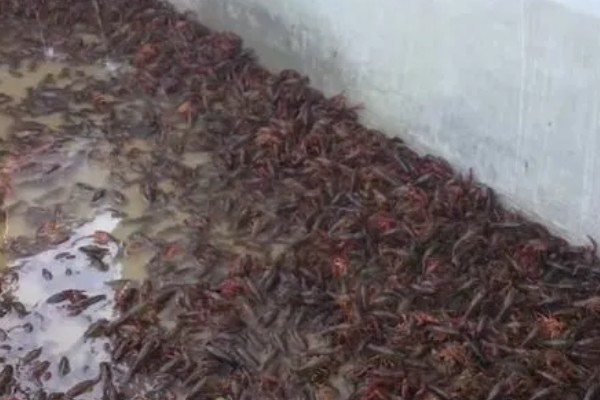 建设小龙虾养殖场的成本,大约是在5000-6000元