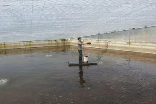 建设小龙虾养殖场的成本,大约是在5000-6000元