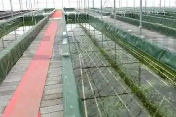 建设小龙虾养殖场的成本,大约是在5000-6000元