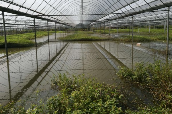 建设小龙虾养殖场的成本,大约是在5000-6000元