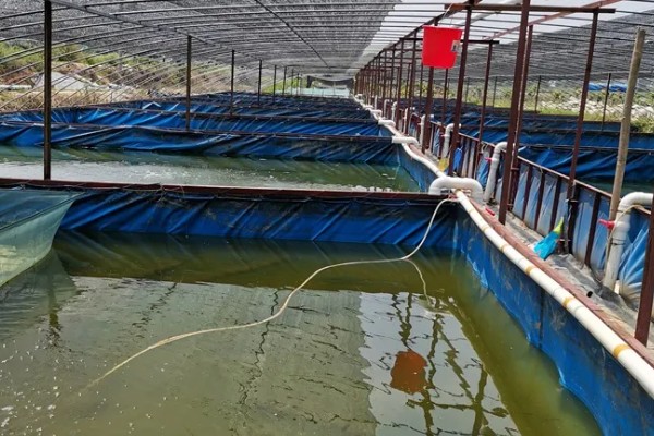 建设小龙虾养殖场的成本,大约是在5000-6000元