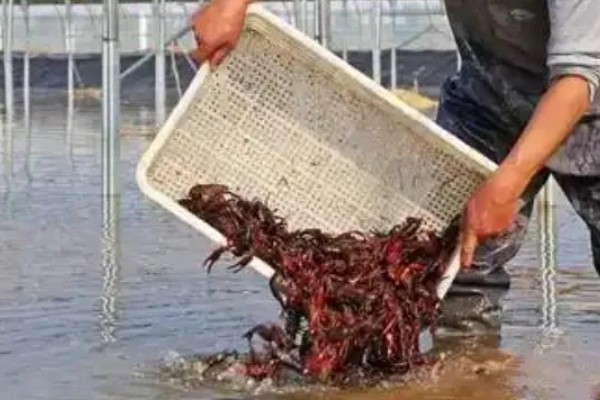 建设小龙虾养殖场的成本,大约是在5000-6000元