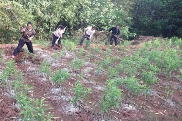 种黄精一亩需要多少株，主要取决于黄精的生长年份