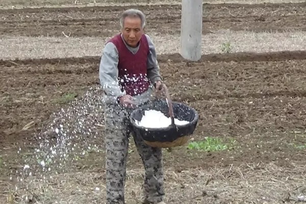 种黄精一亩需要多少株，主要取决于黄精的生长年份