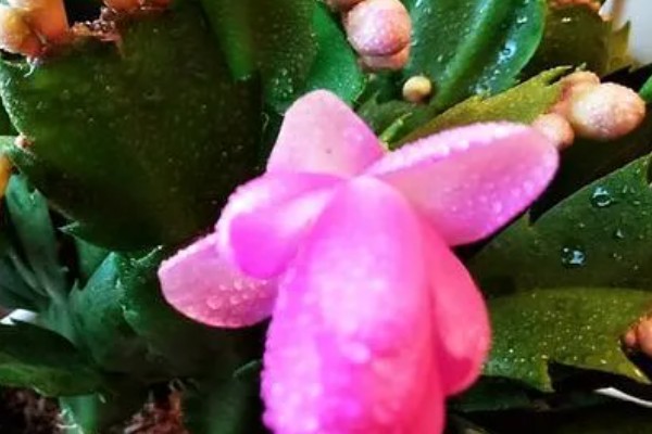 如何养殖蟹爪兰花，需隔年换一次盆土
