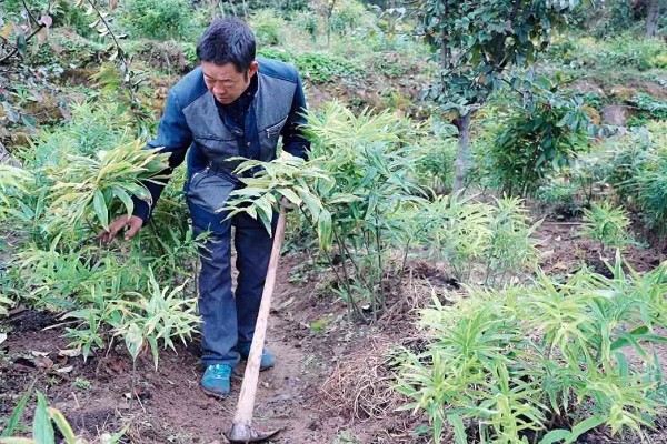种黄精一亩需要多少株，主要取决于黄精的生长年份