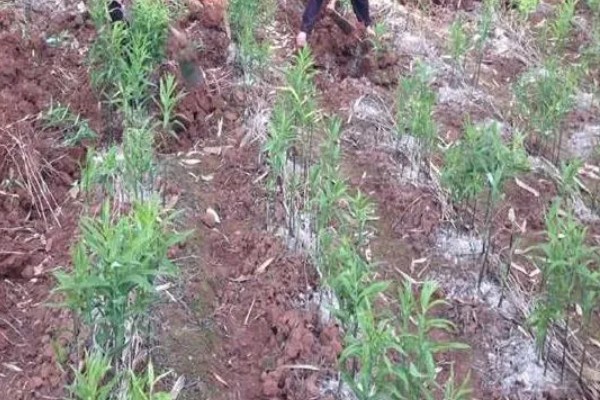 种黄精一亩需要多少株，主要取决于黄精的生长年份