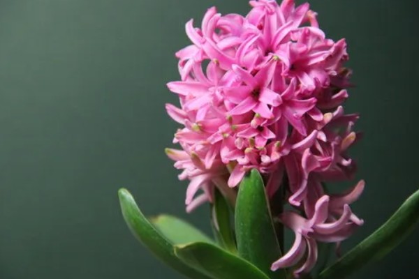风信子的花语，不同颜色的花语不同